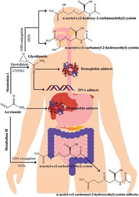 The role of microRNAs in acrylamide toxicity